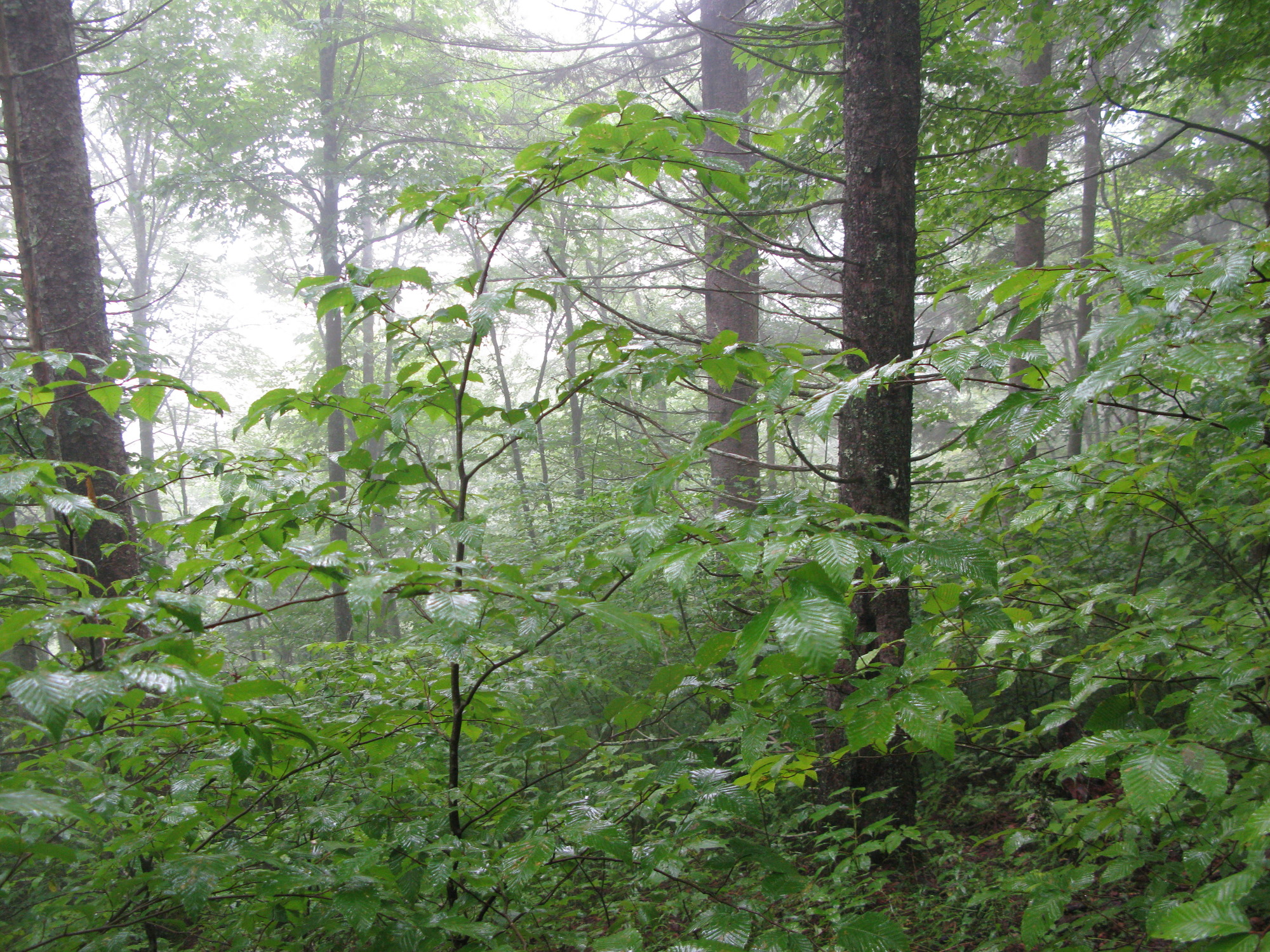 GRSM Accuracy Assessment. Plot Code: GRSM_AA_0103_5