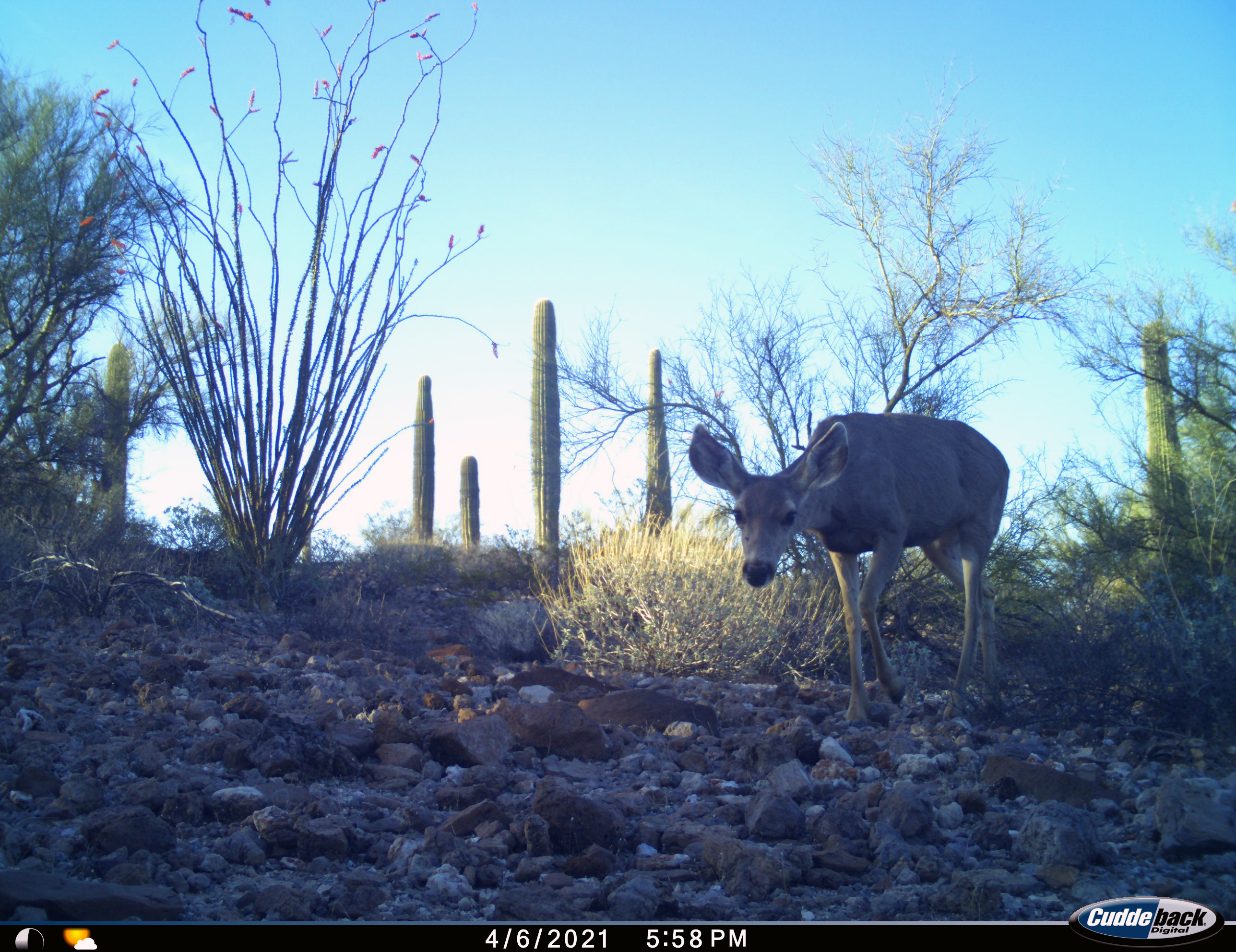 Deer walks toward camera among rocks and cacti