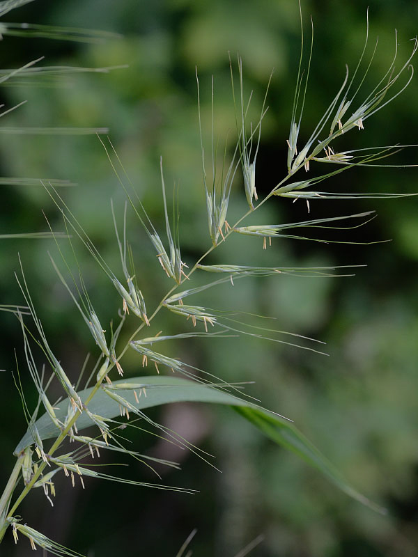 Eastern bottlebrush grass