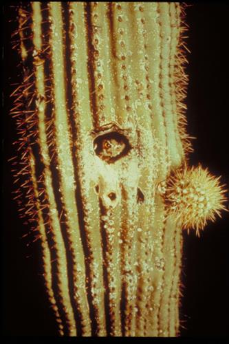 Fauna and Other Views at Organ Pipe National Monument, Arizona