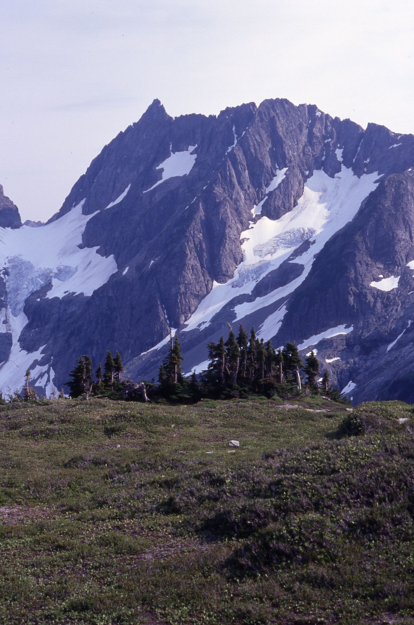 A meadow of wildflowers, grasses with a thicket of trees on the outer edge in the middle of the image. In the distance are snowy mountainsides and peaks.