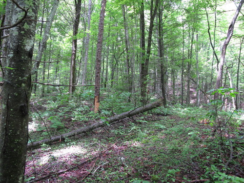 GRSM Accuracy Assessment. Plot Code: GRSM_AA_0663