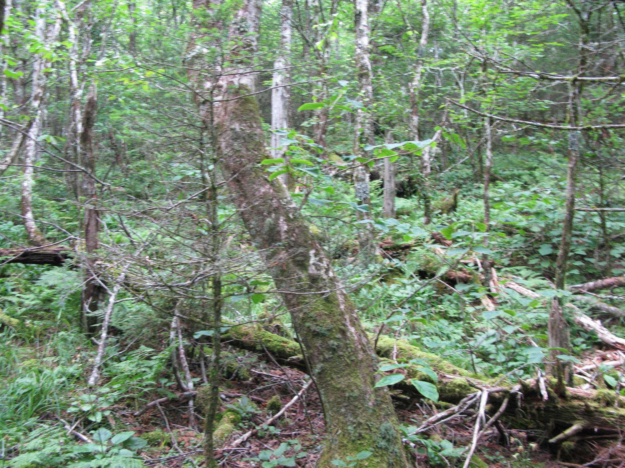 GRSM Accuracy Assessment. Plot Code: GRSM_AA_0086_3