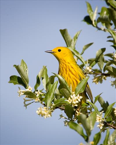 Blue-winged, yellow, yellow-rumped and prothonatory warblers in Cuyahoga Valley National Park