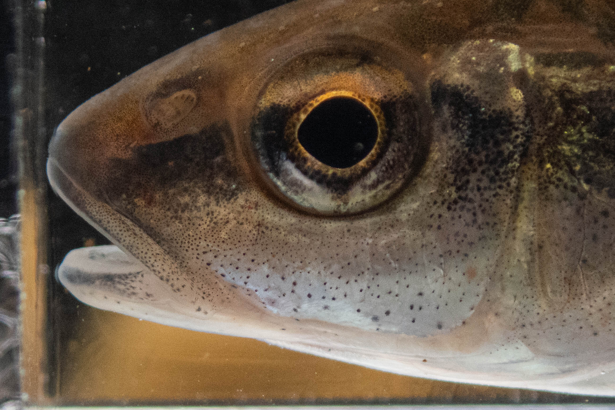 Semotilus corporalis (fall fish) - head and mouth, large juvenile