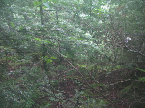 Plot Code: GRSM_AA_0569_3