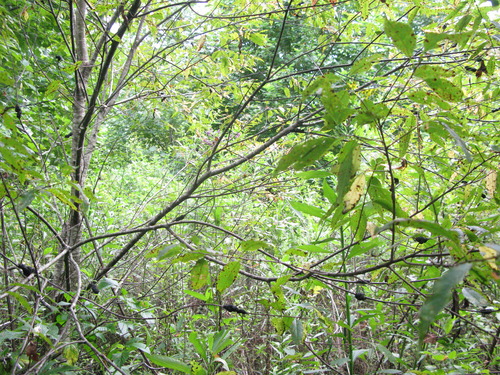 GRSM Accuracy Assessment. Plot Code: GRSM_AA_0710_4