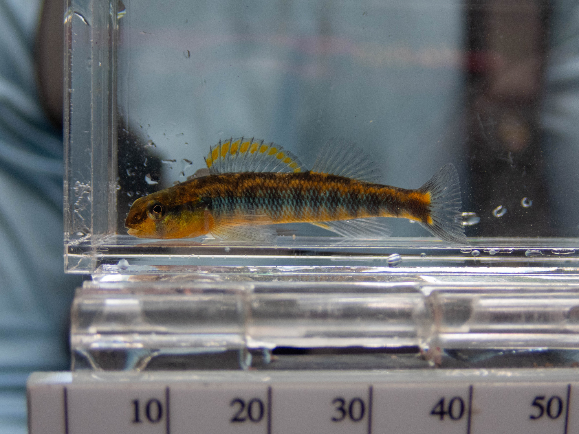 Percina roanoka (Roanoke darter) - full body, adult, male
