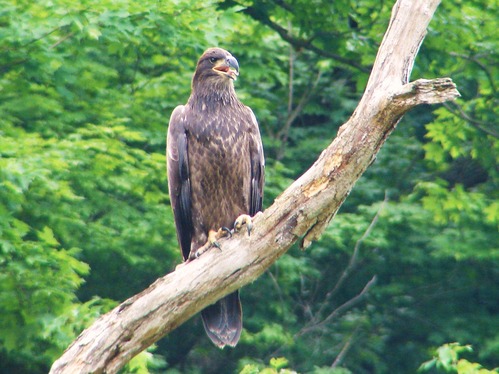 The image focuses on a brown eaglet fledgling who is perched on a thick branch that curves through the image like a sideways 'S'. The eaglet can be seen from a three-quarter view, looking towards the right edge of the image with its beak open. Sticking out of the beak slightly is the eaglet's pink tongue.