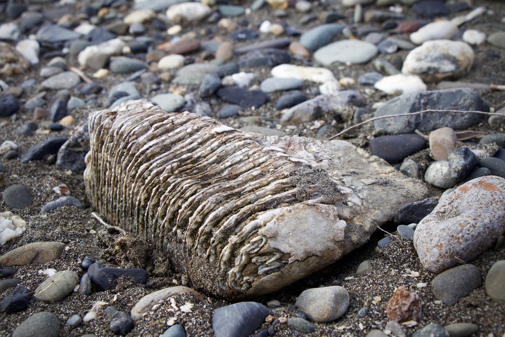 a large fossilized mammoth tooth on the gravel