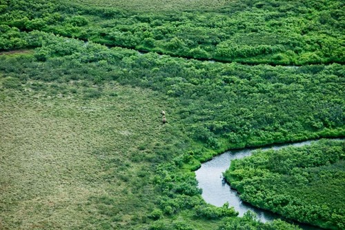 Two bears tramping through the tundra.