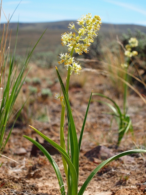 Zigandenus venenosus