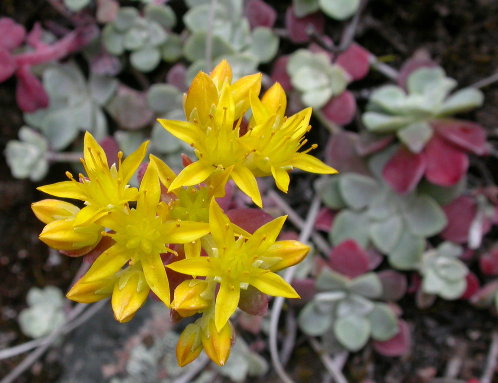 Yellow stonescrop flowers with green and rosy succulent leaves