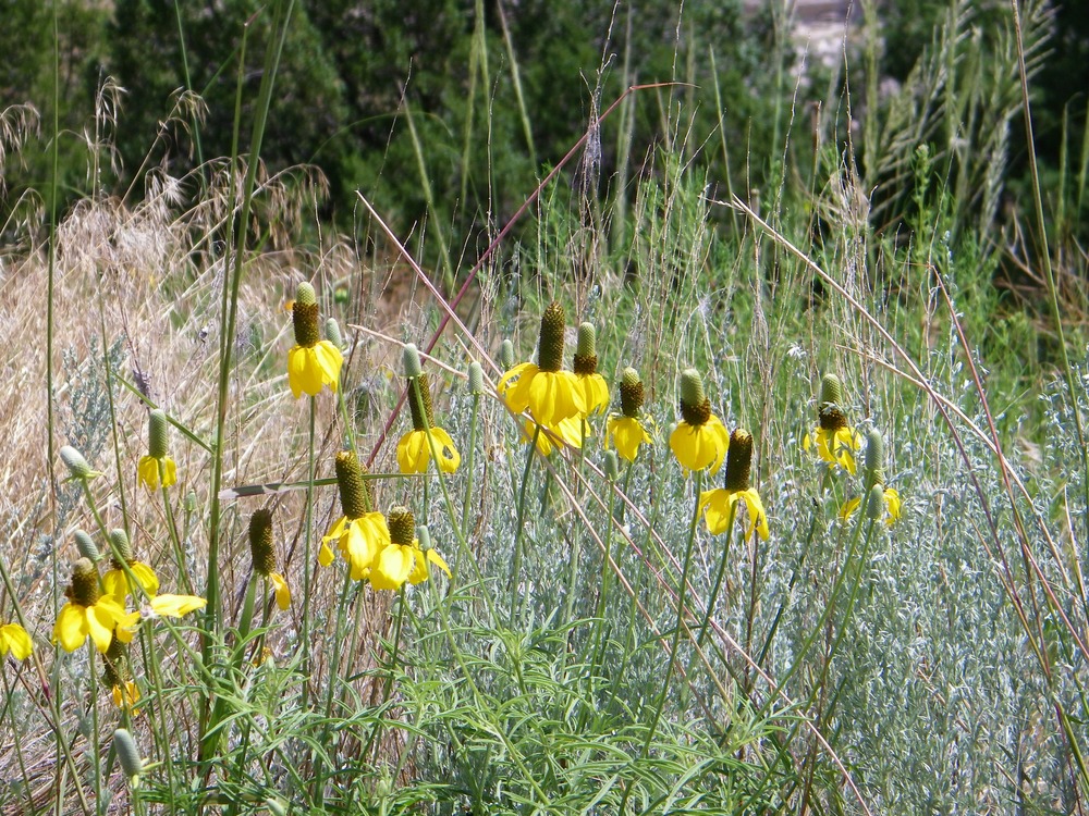 Ratibida columnifera