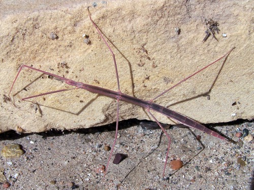 Walking Stick Insect on a rock