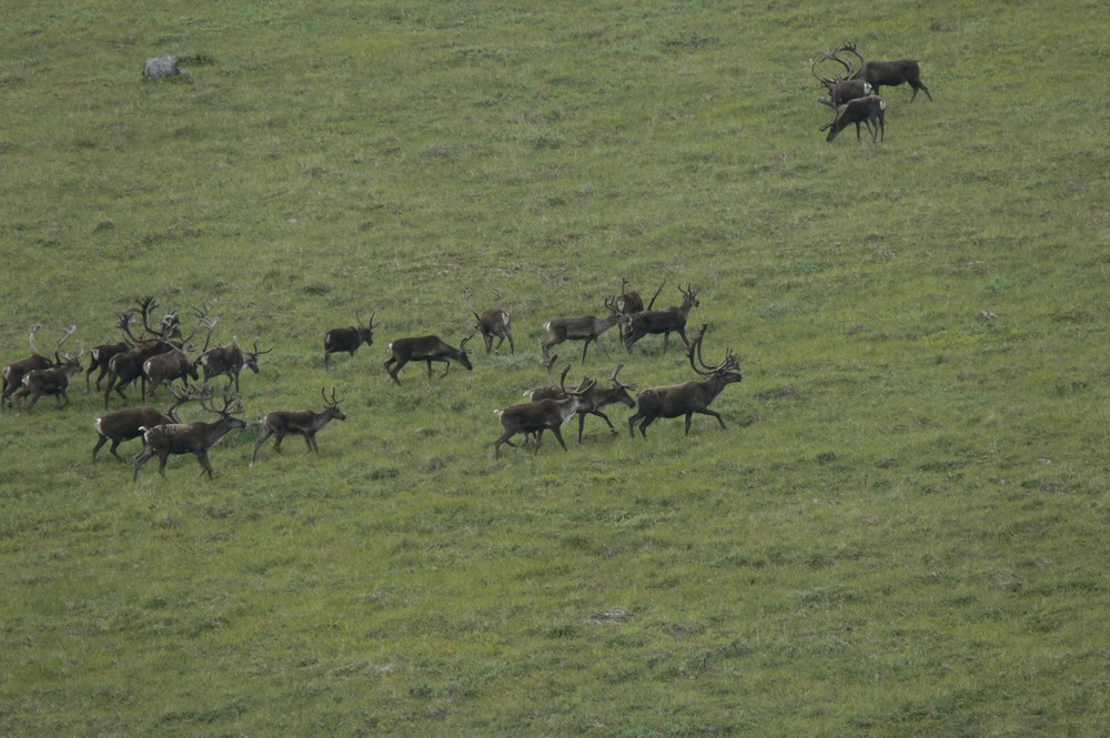 A small group of caribou run across the tundra in Bering Land Bridge National Preserve.