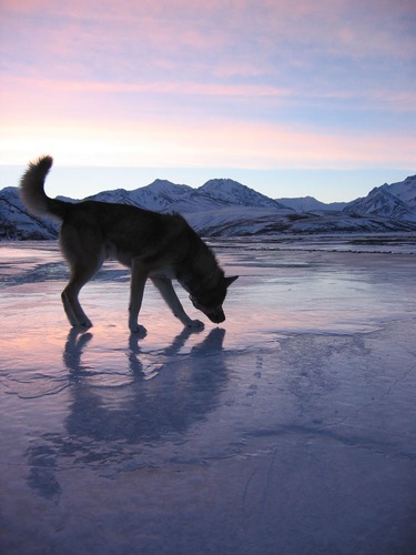 dog walking across ice, snowy mountains in the distance under a sky tinged pink by a setting sun