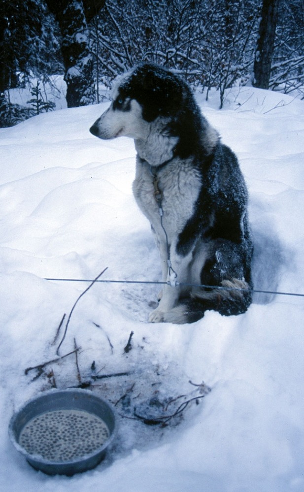 A dog sits next to a bowl of food, in a snowy forest