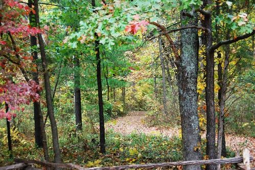 Hiking trail curving through the woods, leaves showing fall color.