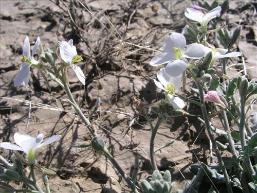 Synthlipsis greggii. Big Bend National Park, Dog Flat. January 2005