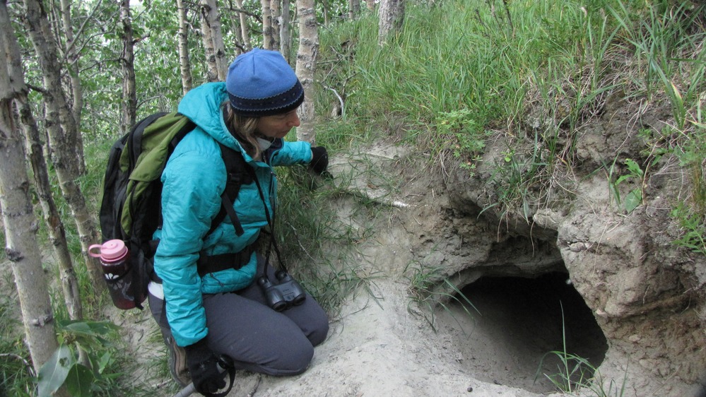 Artist Marybeth Holleman explores an old wolf denning site.