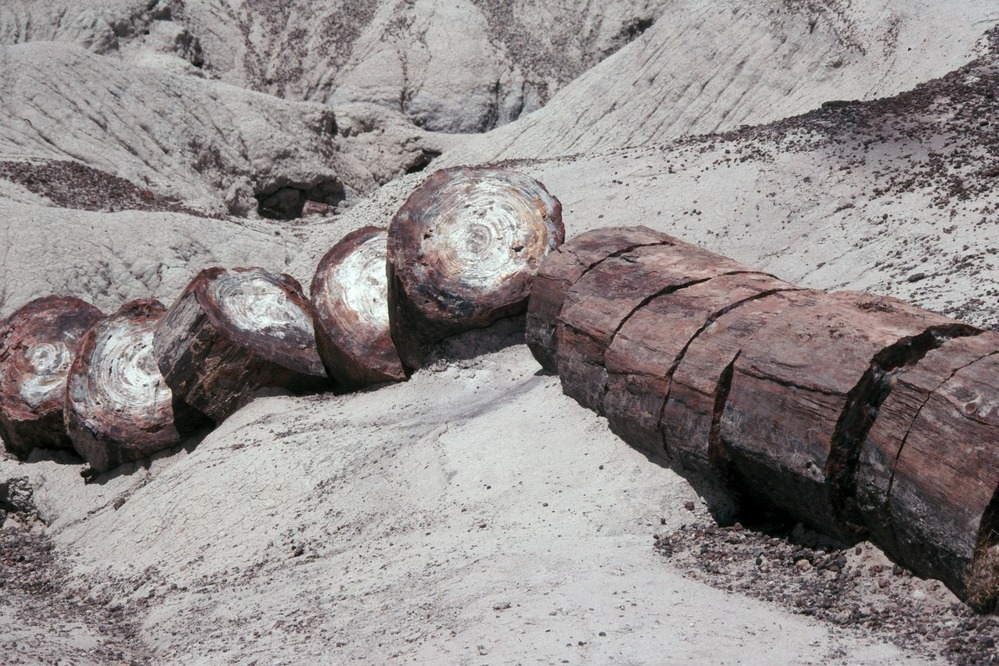 Petrified Log, Crystal Forest, Petrified Forest National Park