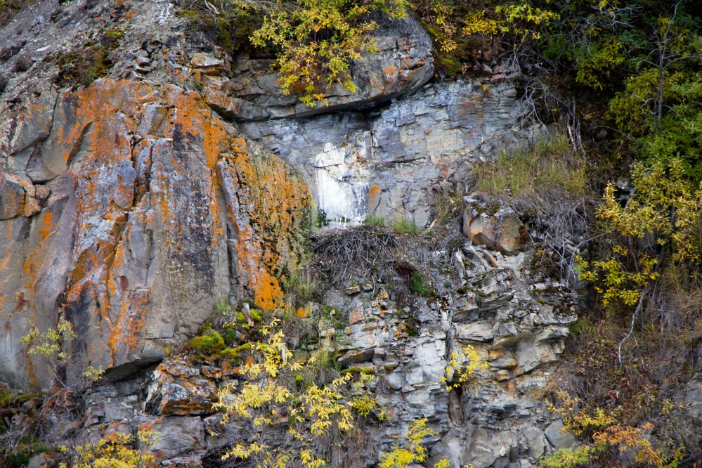 empty bird nests tucked in to the rocky outcropping, covered in orange lichen