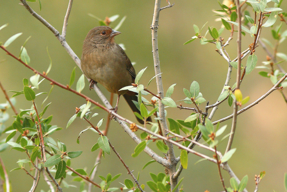 California towhee
