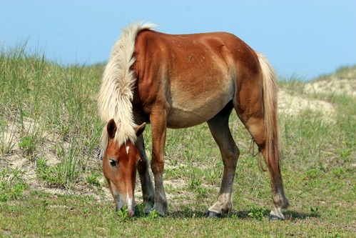 Horse Grazing