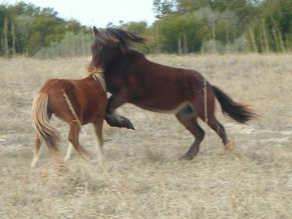 Fight between stallions
