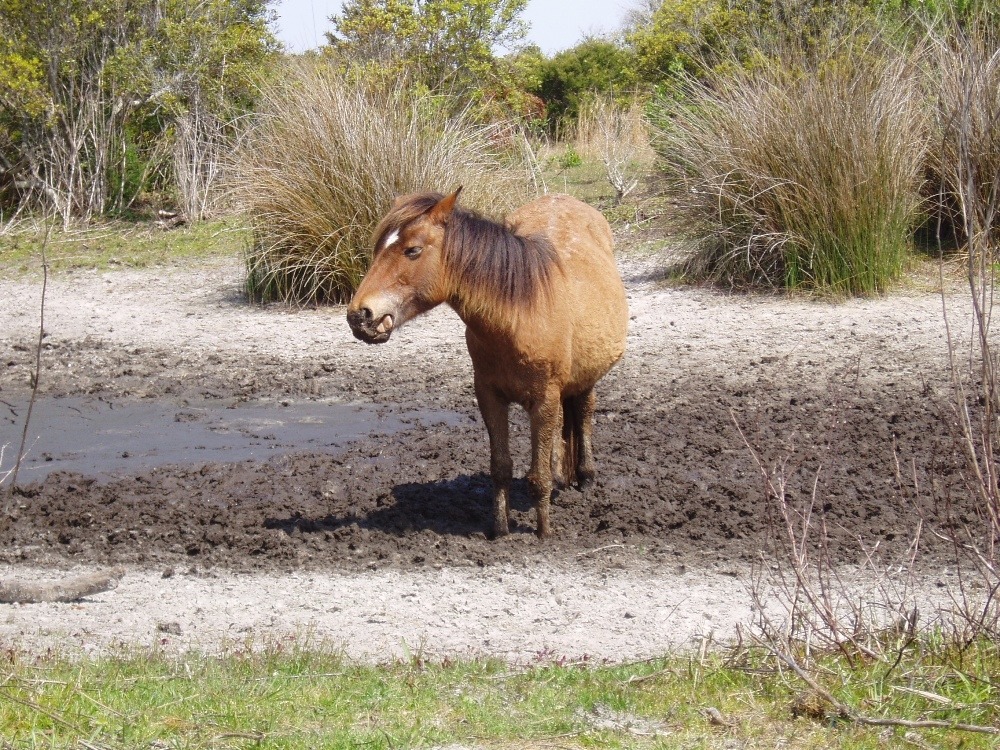 Walking in mud and sticking out her tongue at the camera.