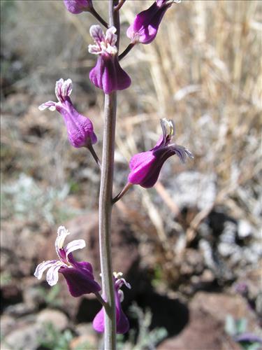 Streptanthus carinatus. Big Bend National Park, Route 13, mile 15. February 2005