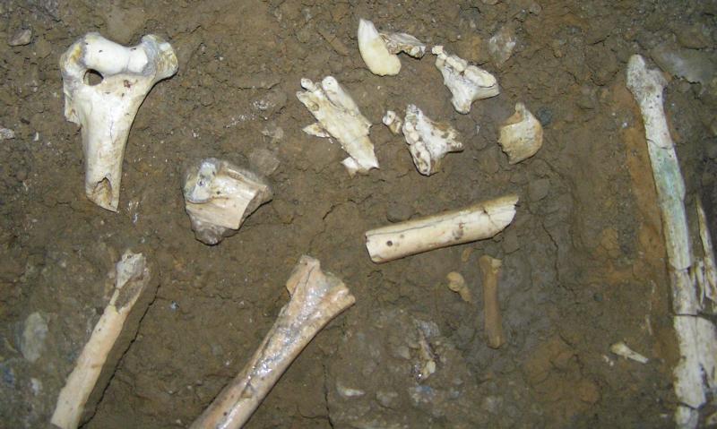 Ancient Bear Bones