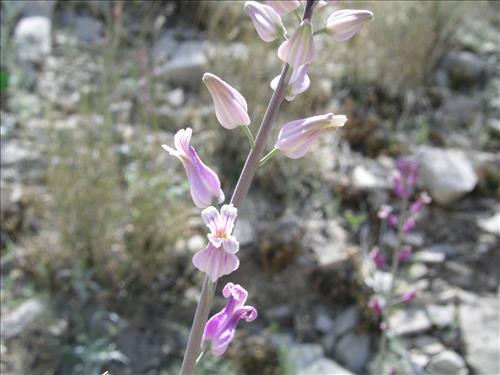 Streptanthus carinatus. Big Bend National Park, Mariscal Mountain. February 2005