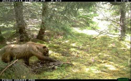 Brown bear approaches the scent.
