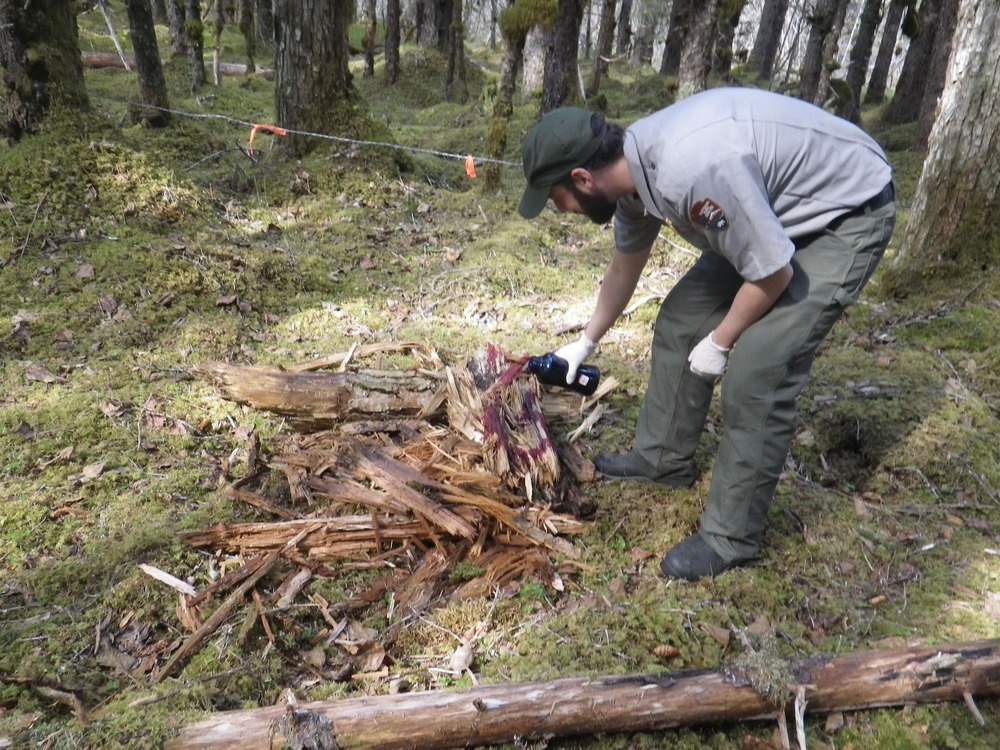 A special scent attracts bears to the hair trap station. A hair sample is taken from a strand of barbed wire.