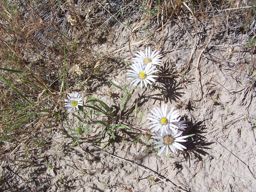 Townsendia grandflora