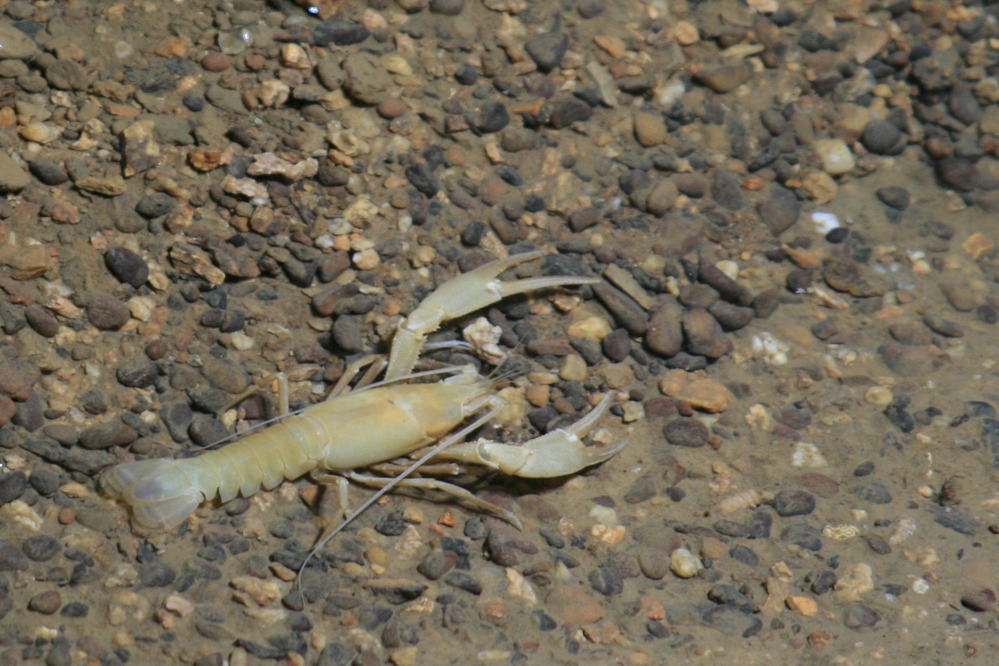 Cave Crayfish (Orconectes pellucidus)