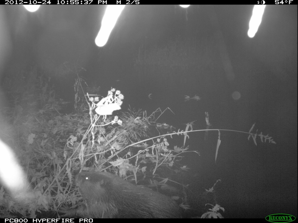 20121024_Reconyx_beaver