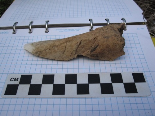 Mammal bone fragment with cut marks recorded in 2010.