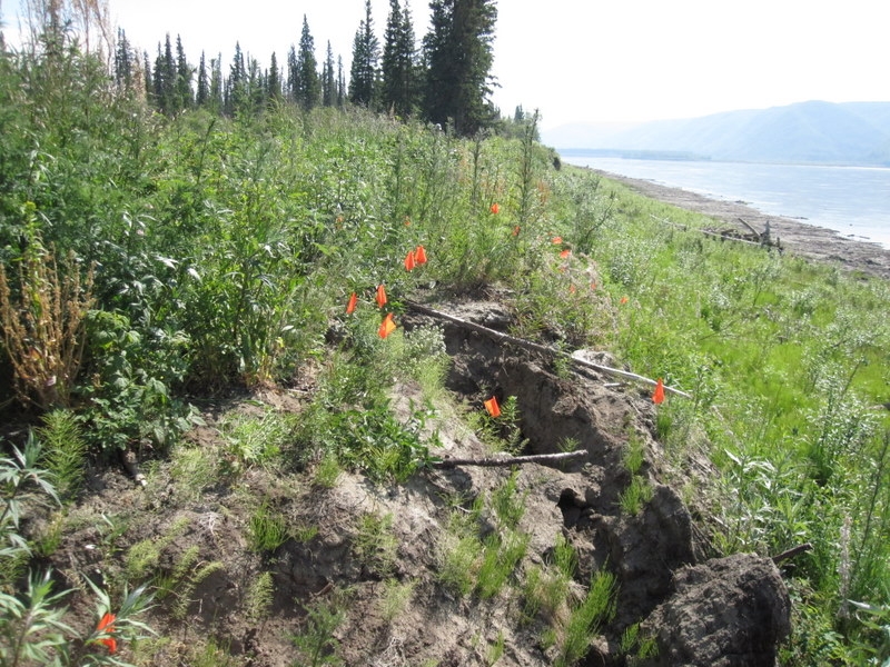 Marking artifacts eroding out of the cutbank in 2010.