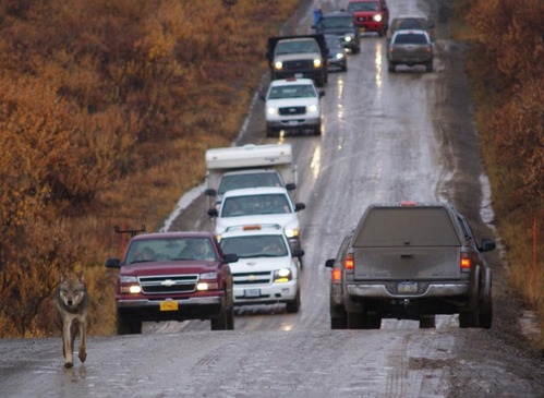 a wolf in front of numerous vehicles on a wet dirt road