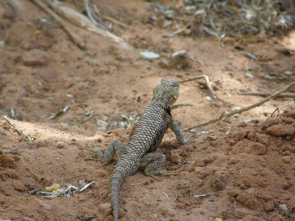 Desert Spiny