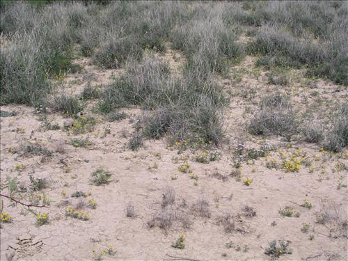 Lesquerella gordonii. Big Bend National Park, Agua Fria Road. April 2004