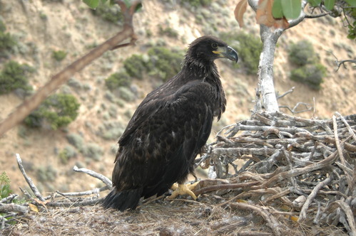 8 week old bald eagle chick
