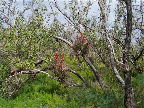 Tillandsia fasciculata var. densispica