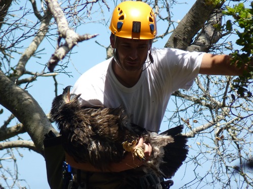 Lowering chick_photo by IWS