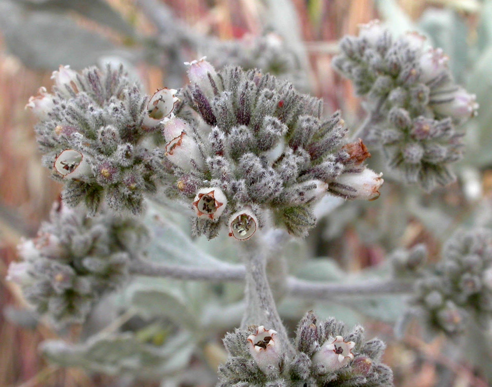 Tiny clusters of woolly yerba santa flowers