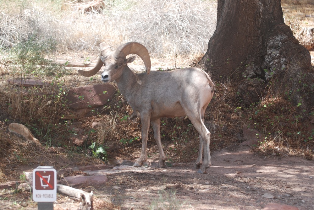 Bighorn Sheep