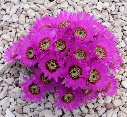Lace Hedgehog Cactus